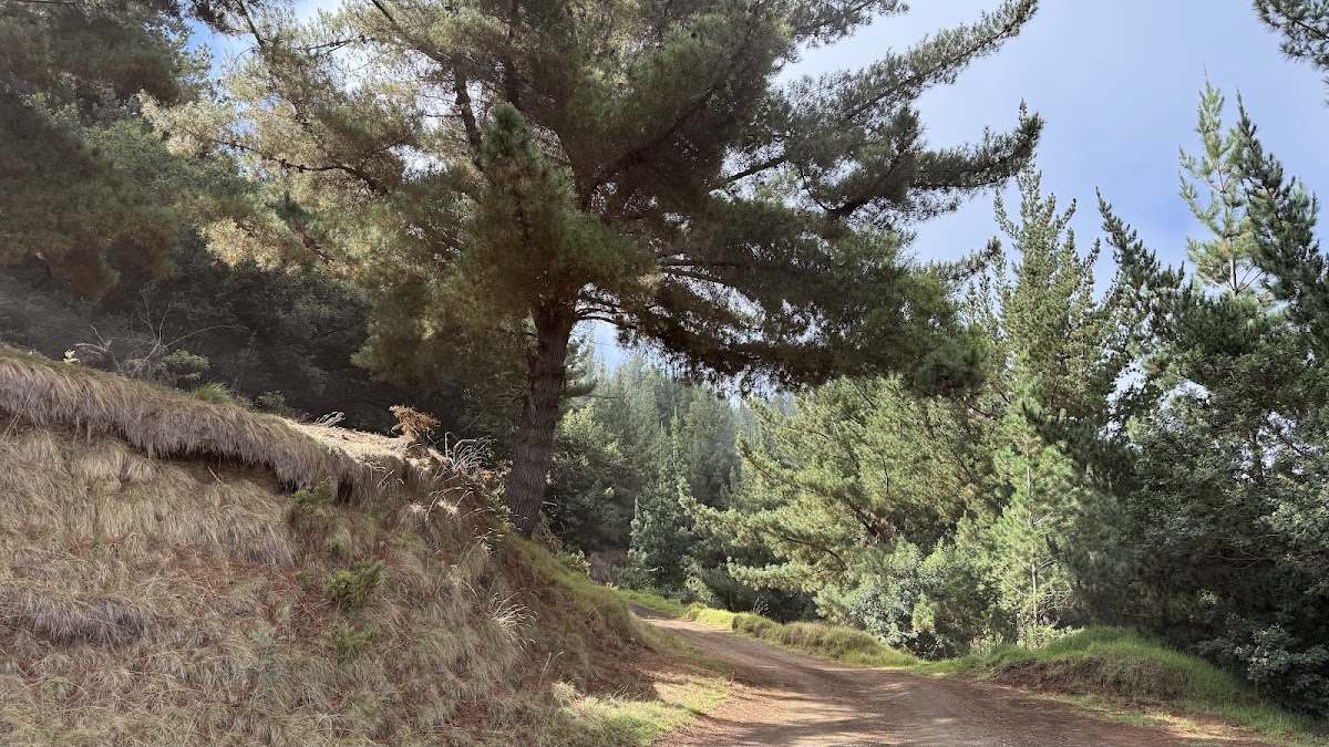 Upper Waiohuli Trail