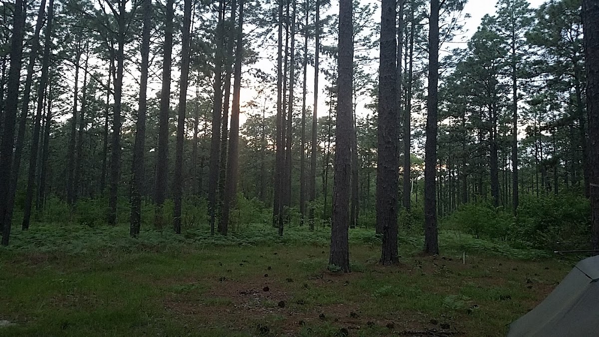 Hunter Camp