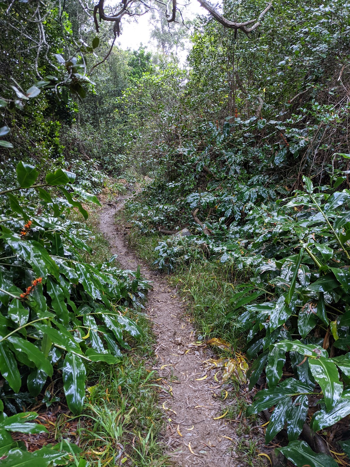 Nu'alolo Trail