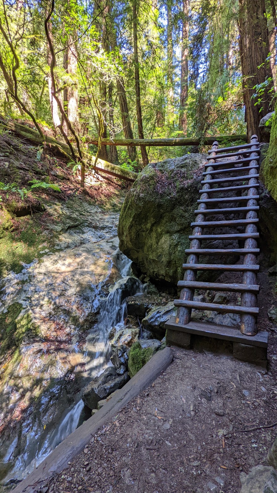 Steep Ravine Trail