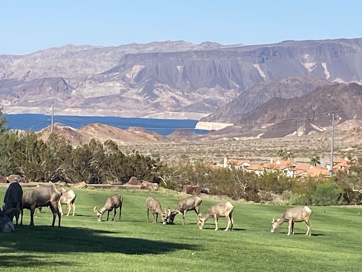 Bighorn Sheep overpass