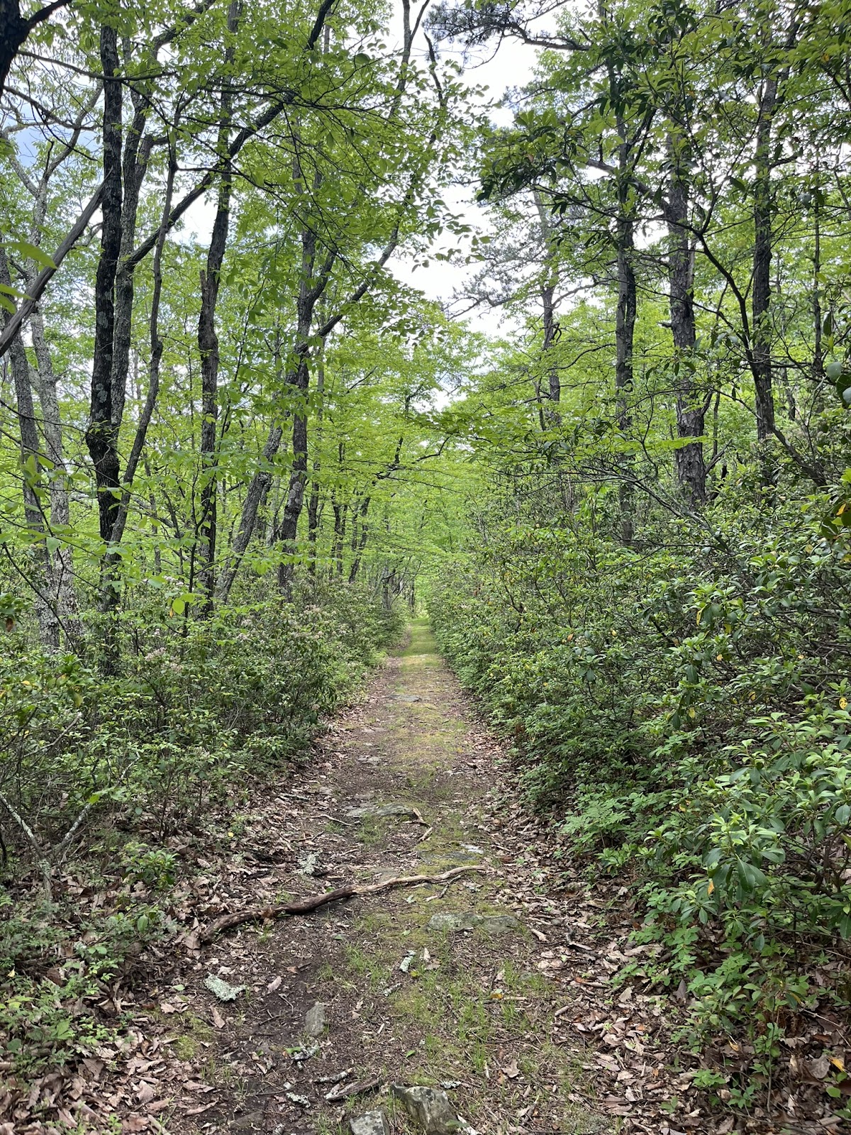 Long Mountain Trail