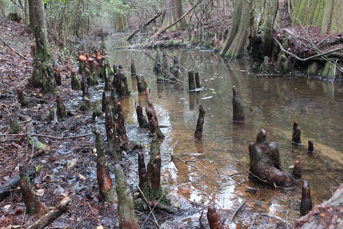 Nassawango Creek