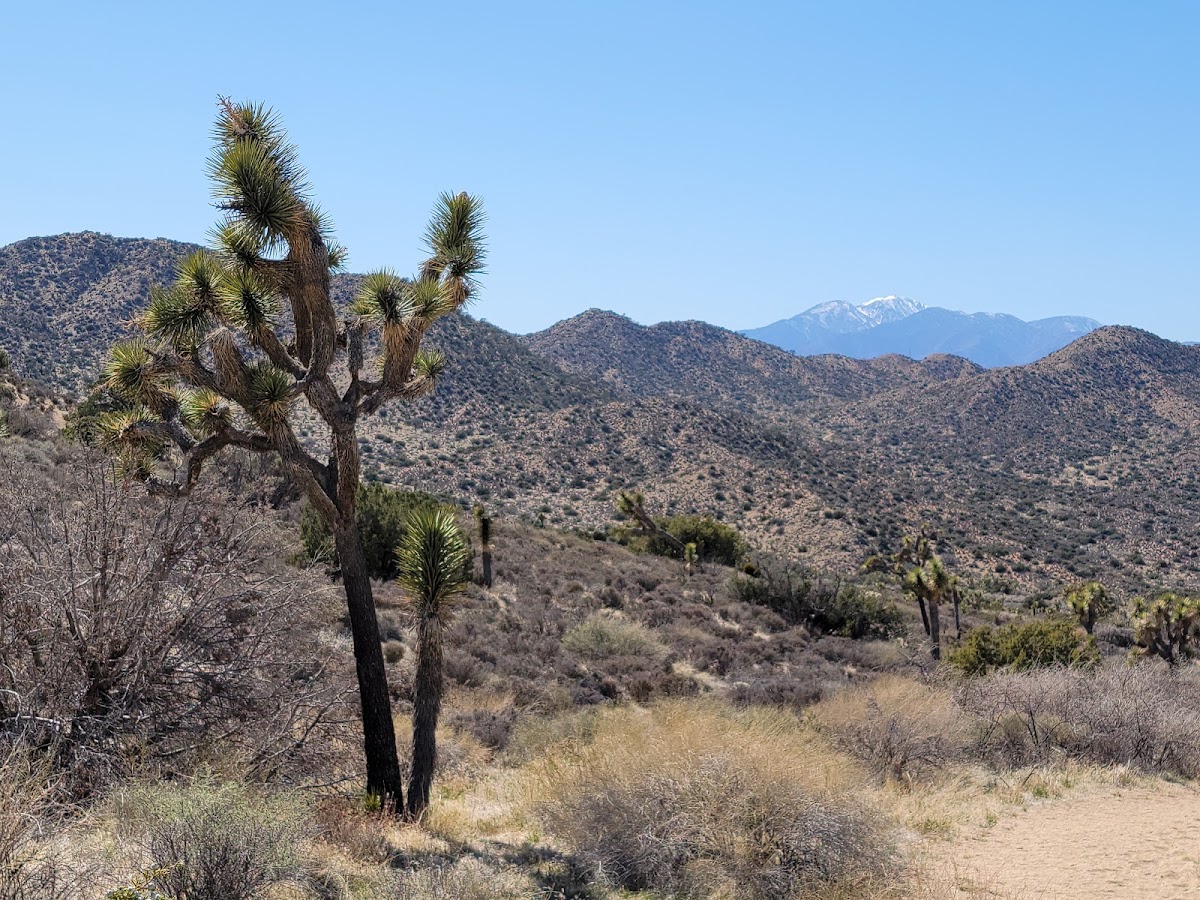 Short Loop Trail
