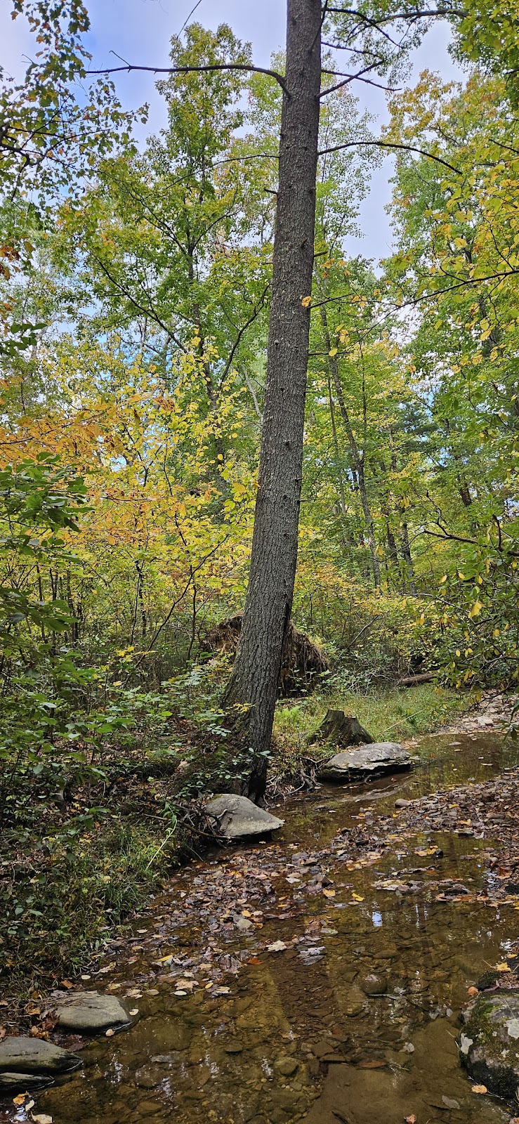 Dancing Creek