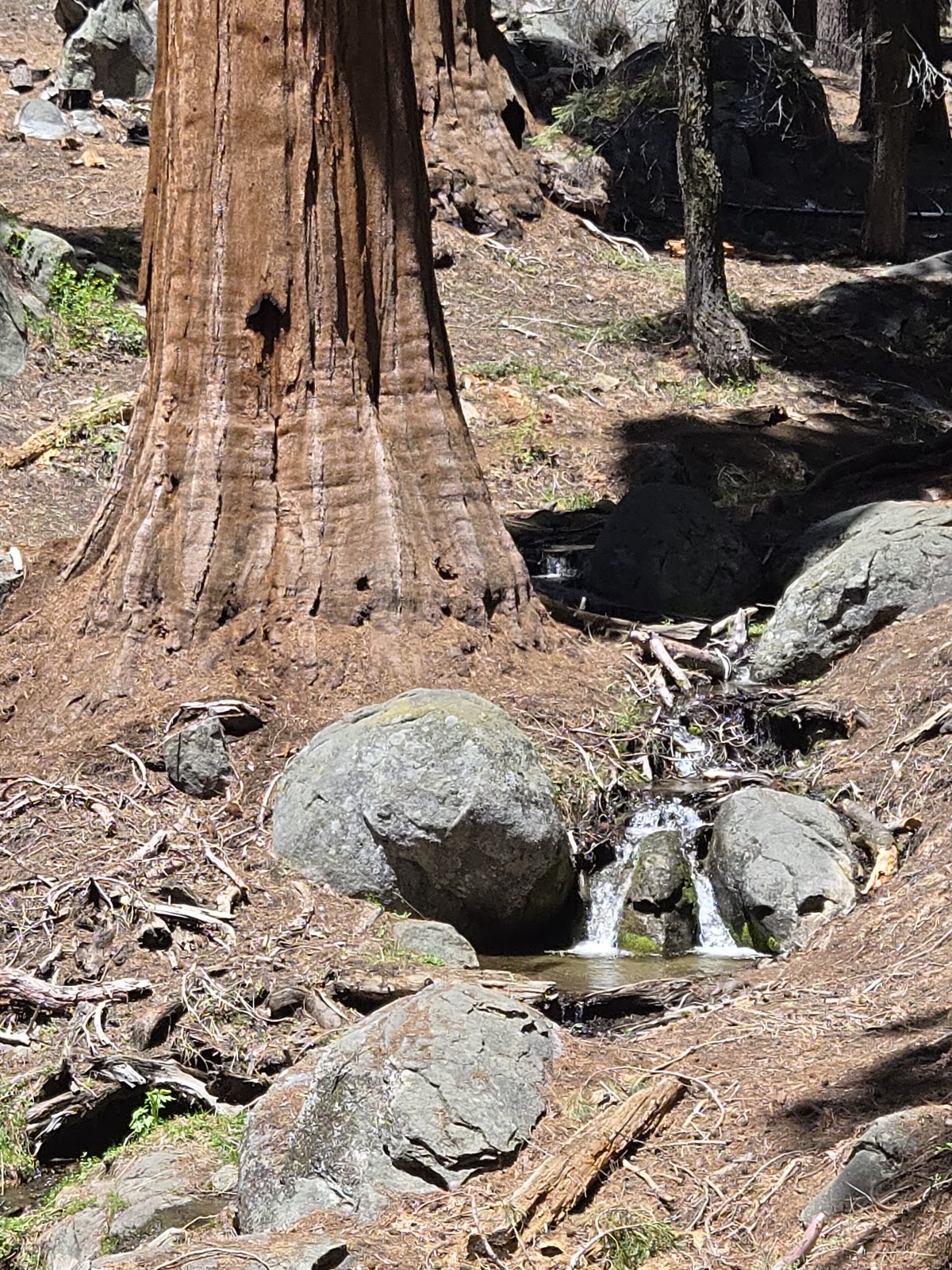 Trail of the Sequoias