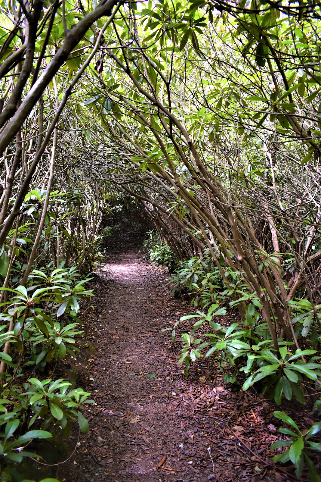 Rhododendron State Park