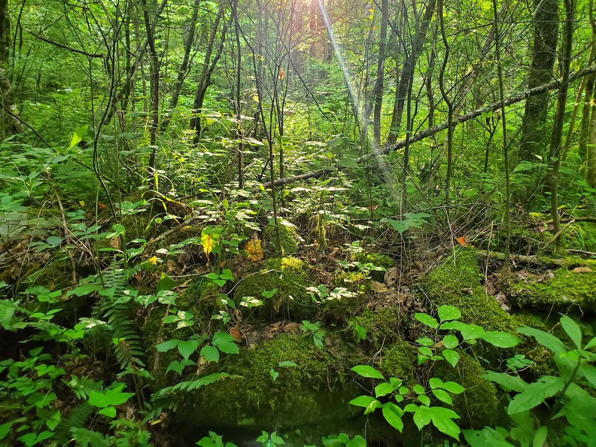 Engine Creek Trail