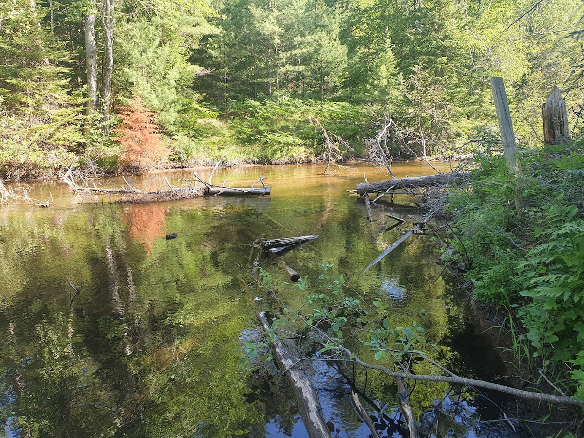 Pine Line - Wetmore Trail