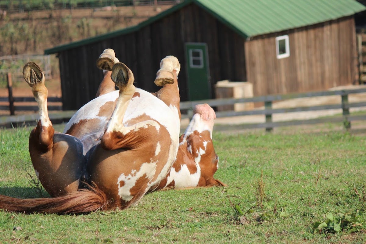 Roanoke Horse Trail