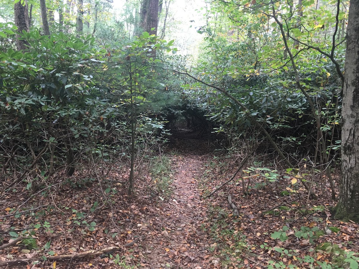 Trout Run