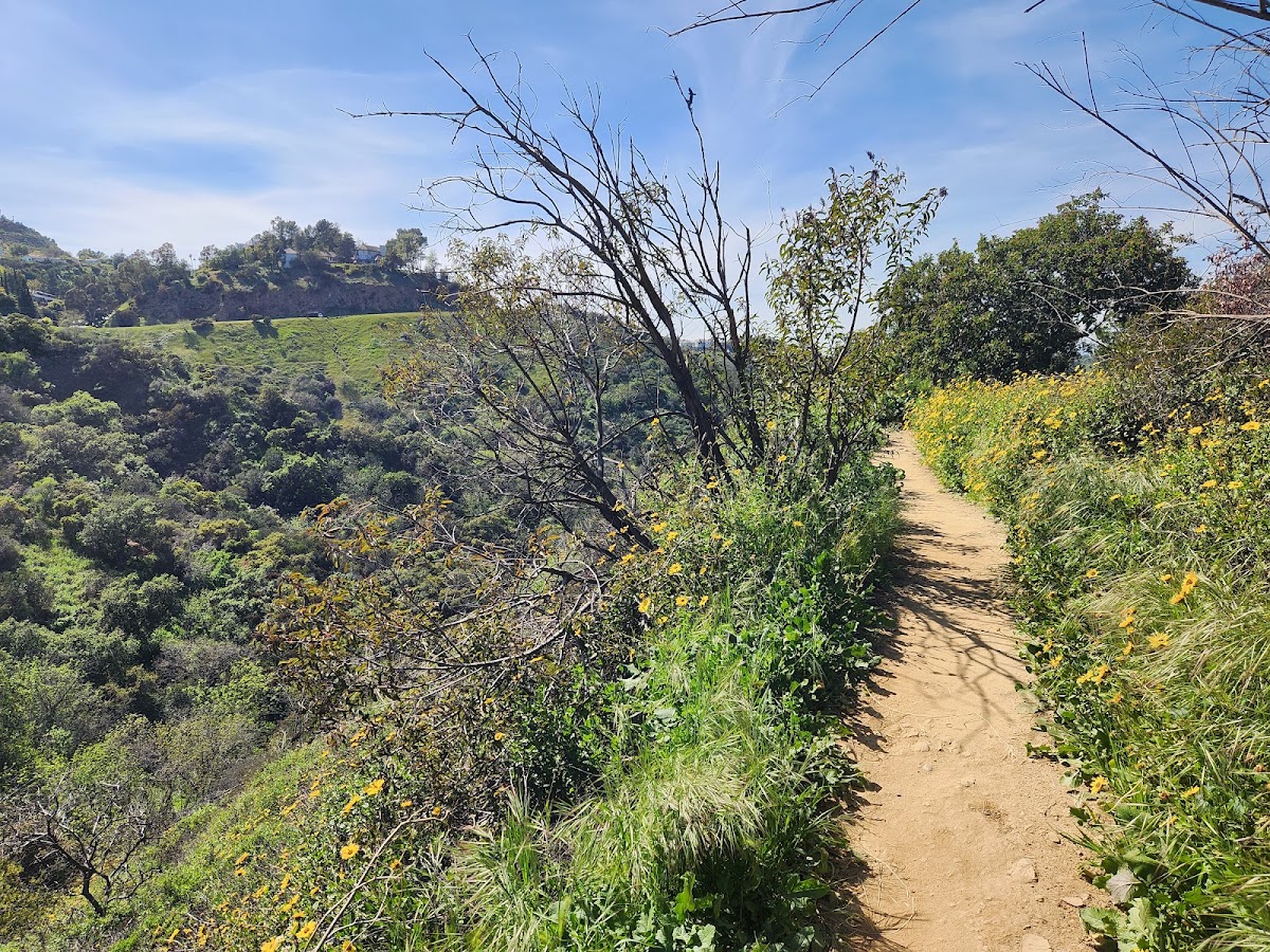 Dearing Mountain Trail