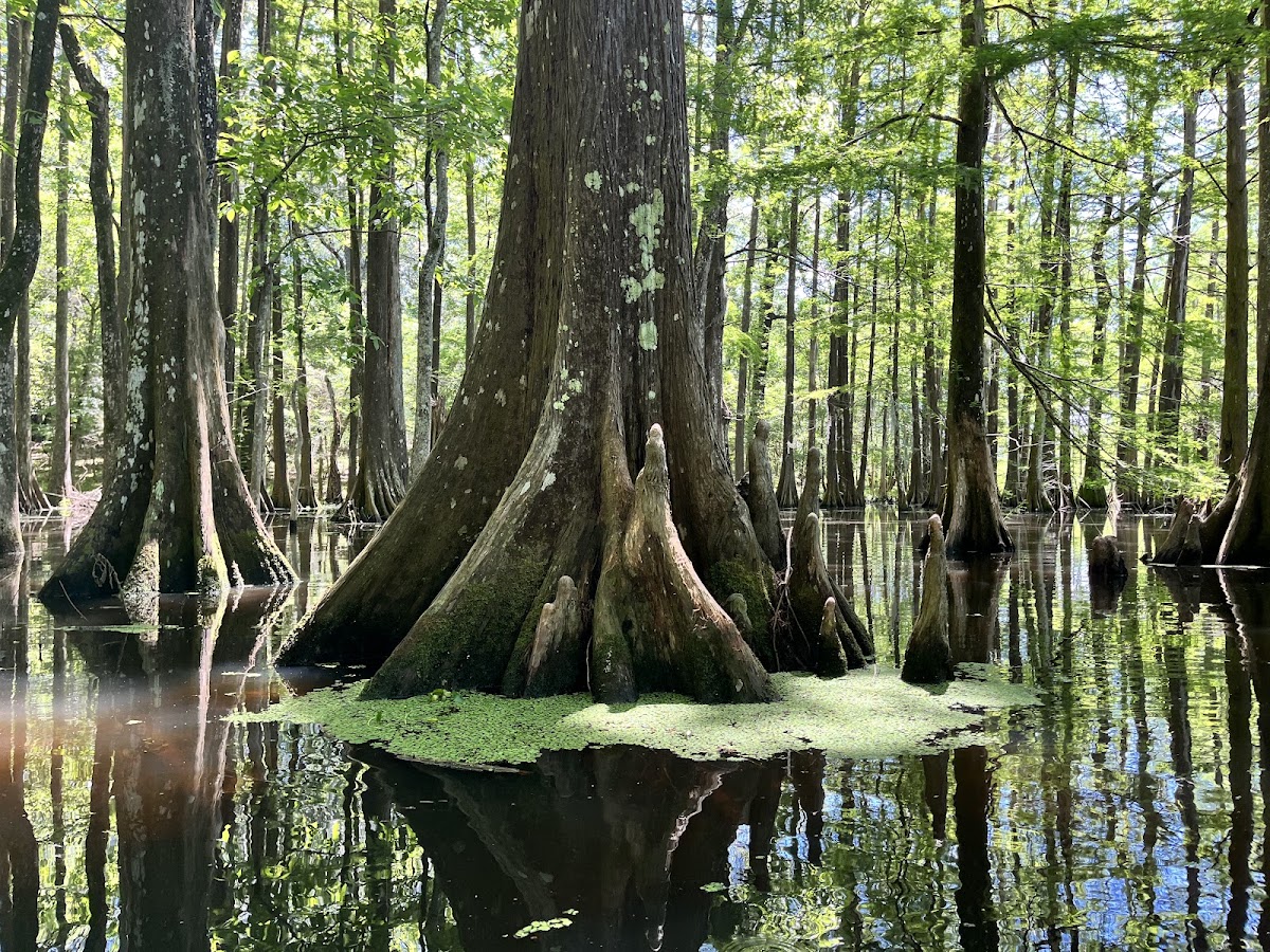 Lake Chicot