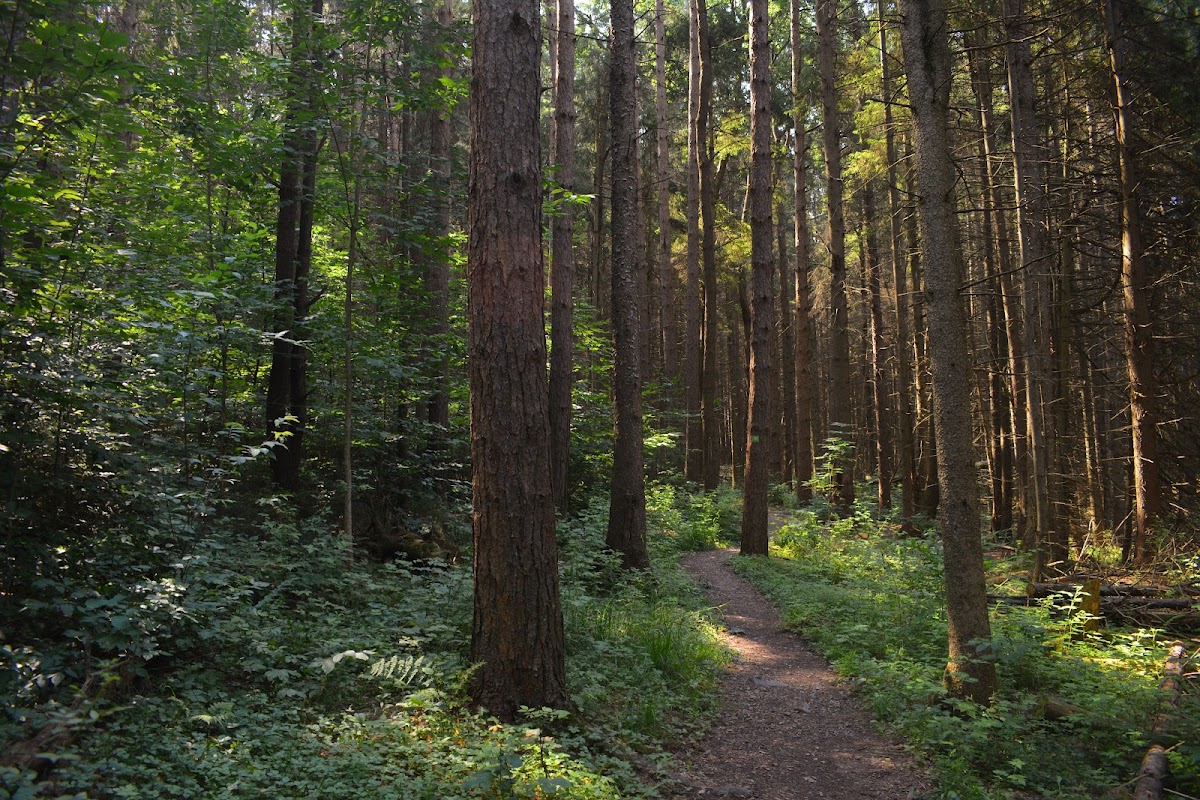 Highland Forest