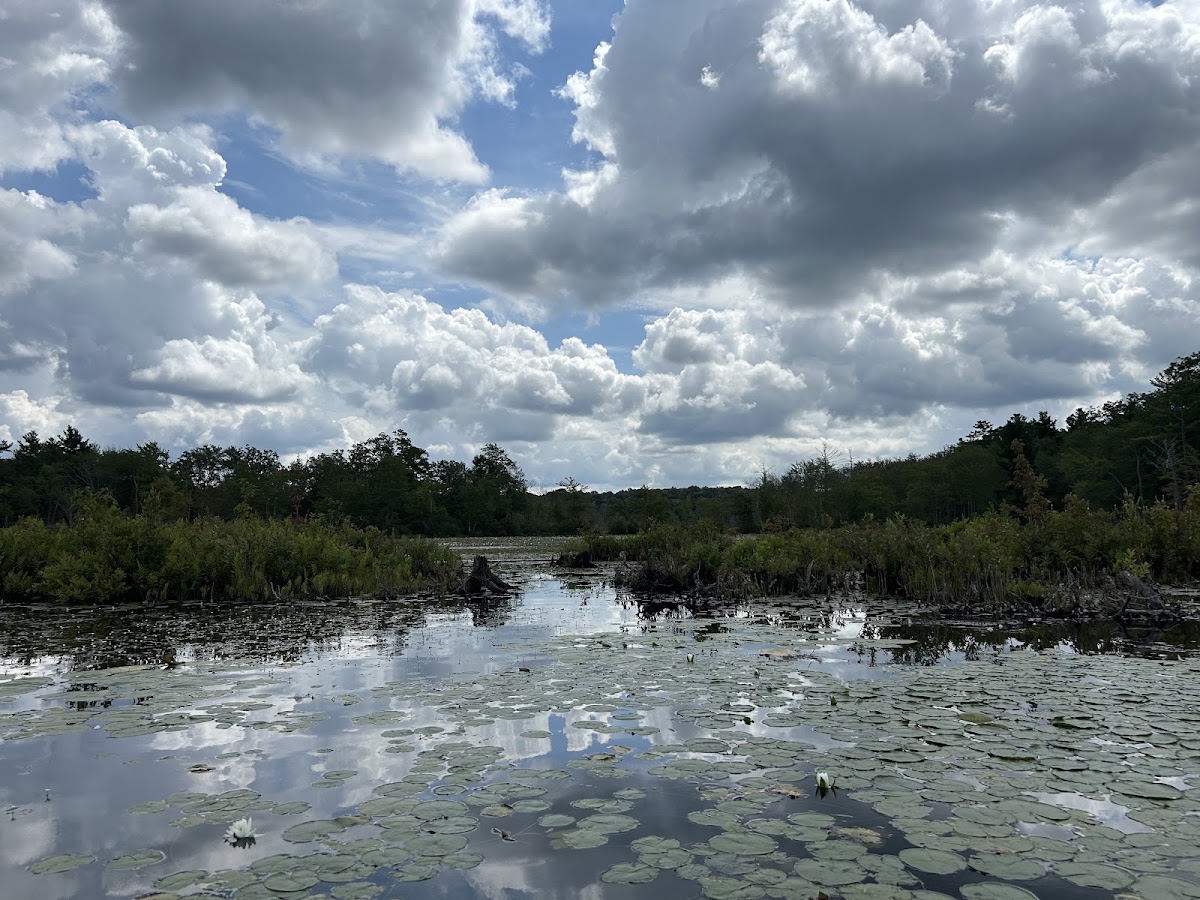 Beaver Pond