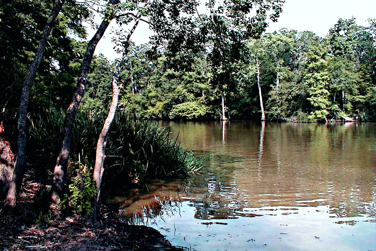 Bayou Nezpique