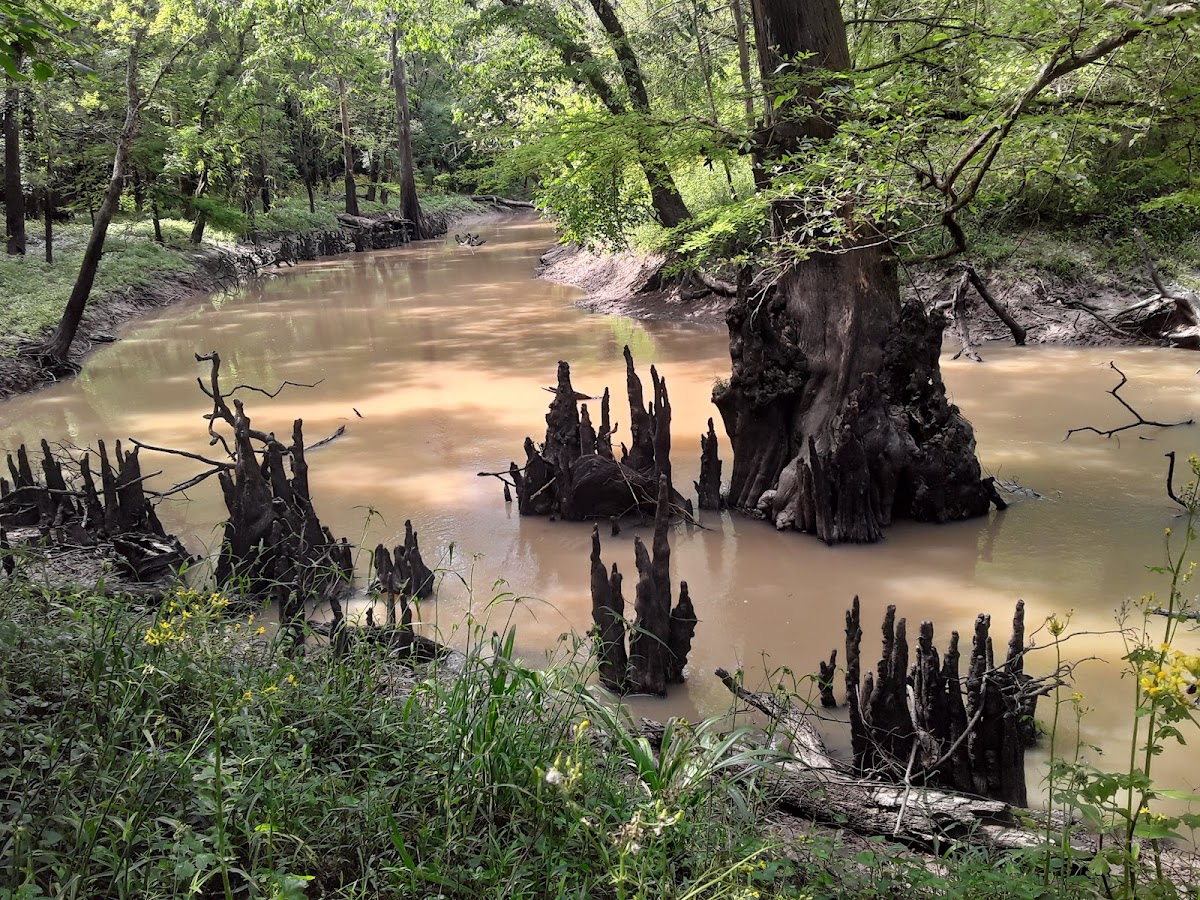 Bayou Mallet