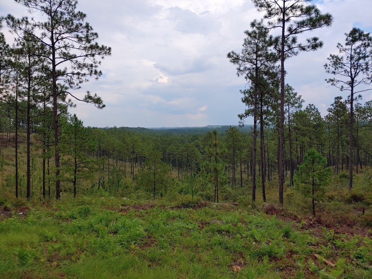 Longleaf Vista Interpretive Trail