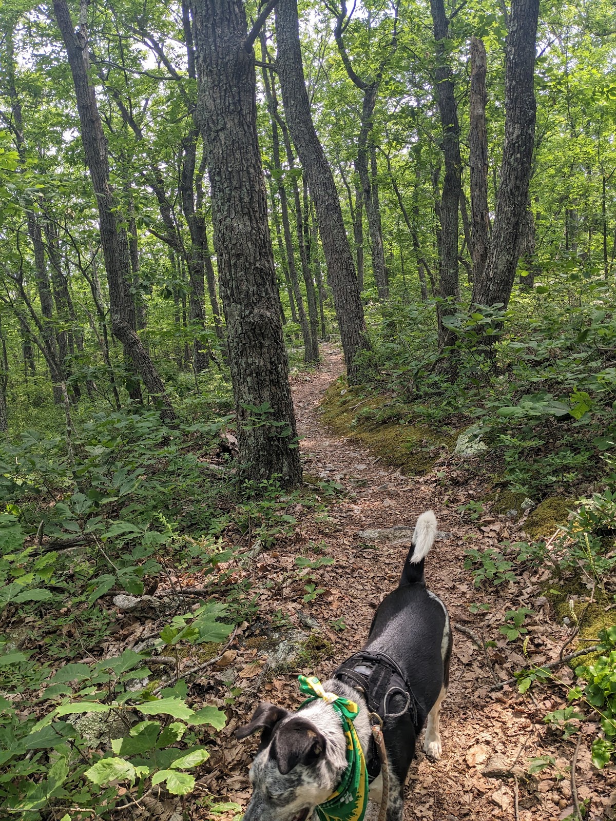 Appalachian Trail