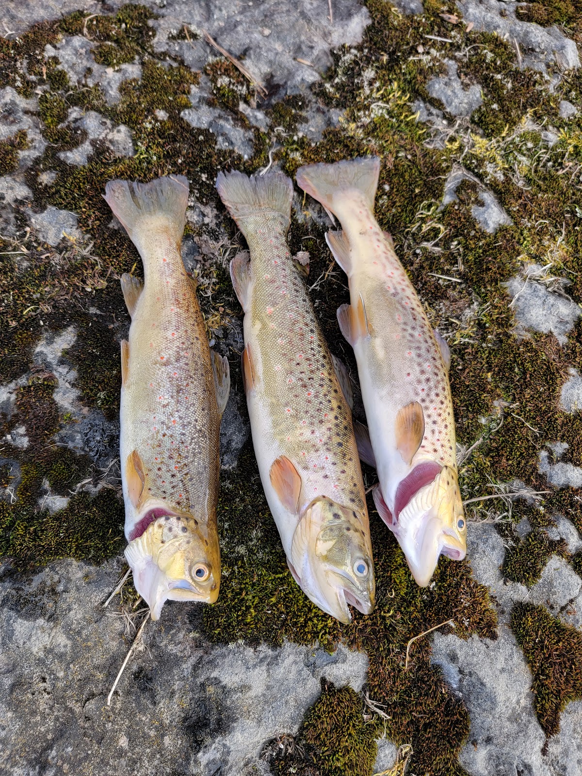West Branch Fish Creek
