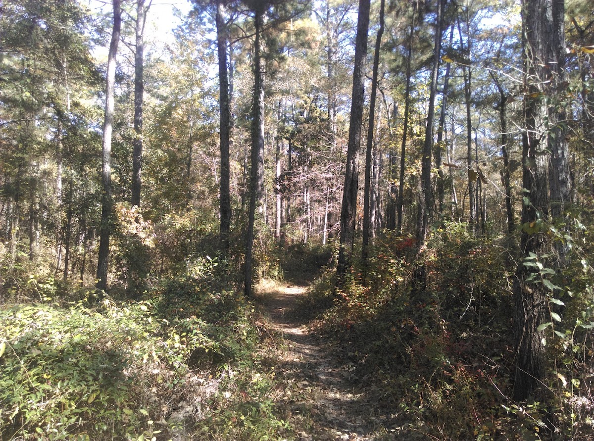 Wild Azalea Trail