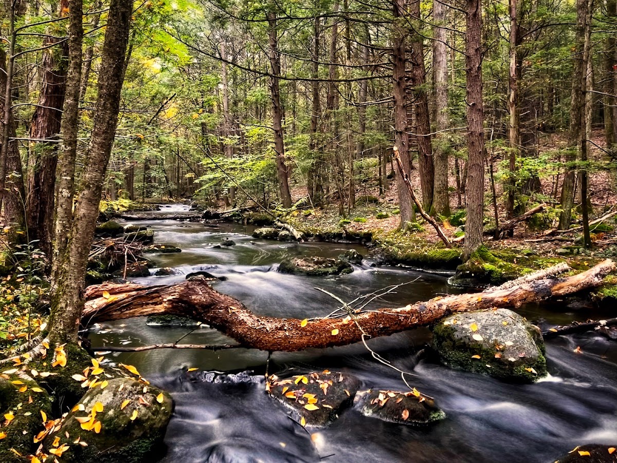 Trout Brook Conservation Area