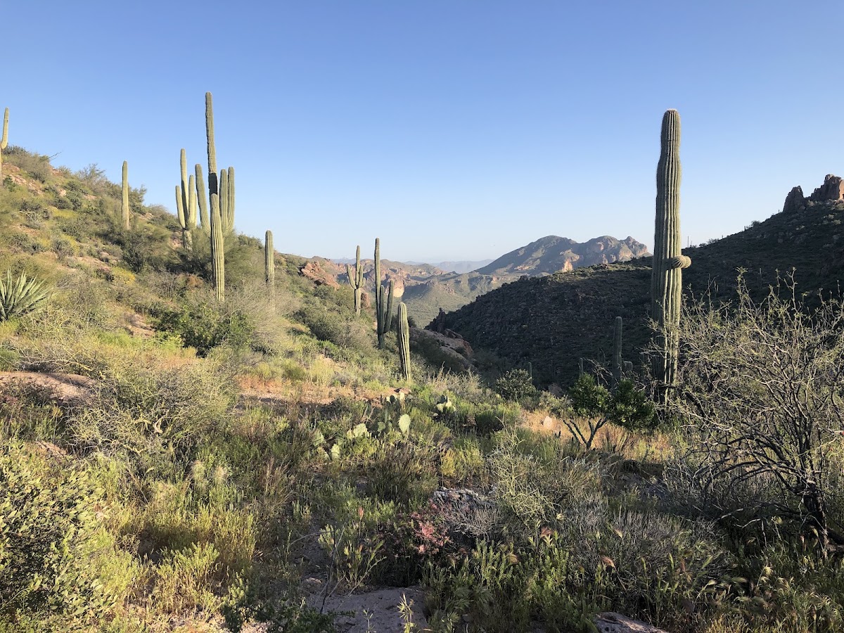 Dutchman Trail #104