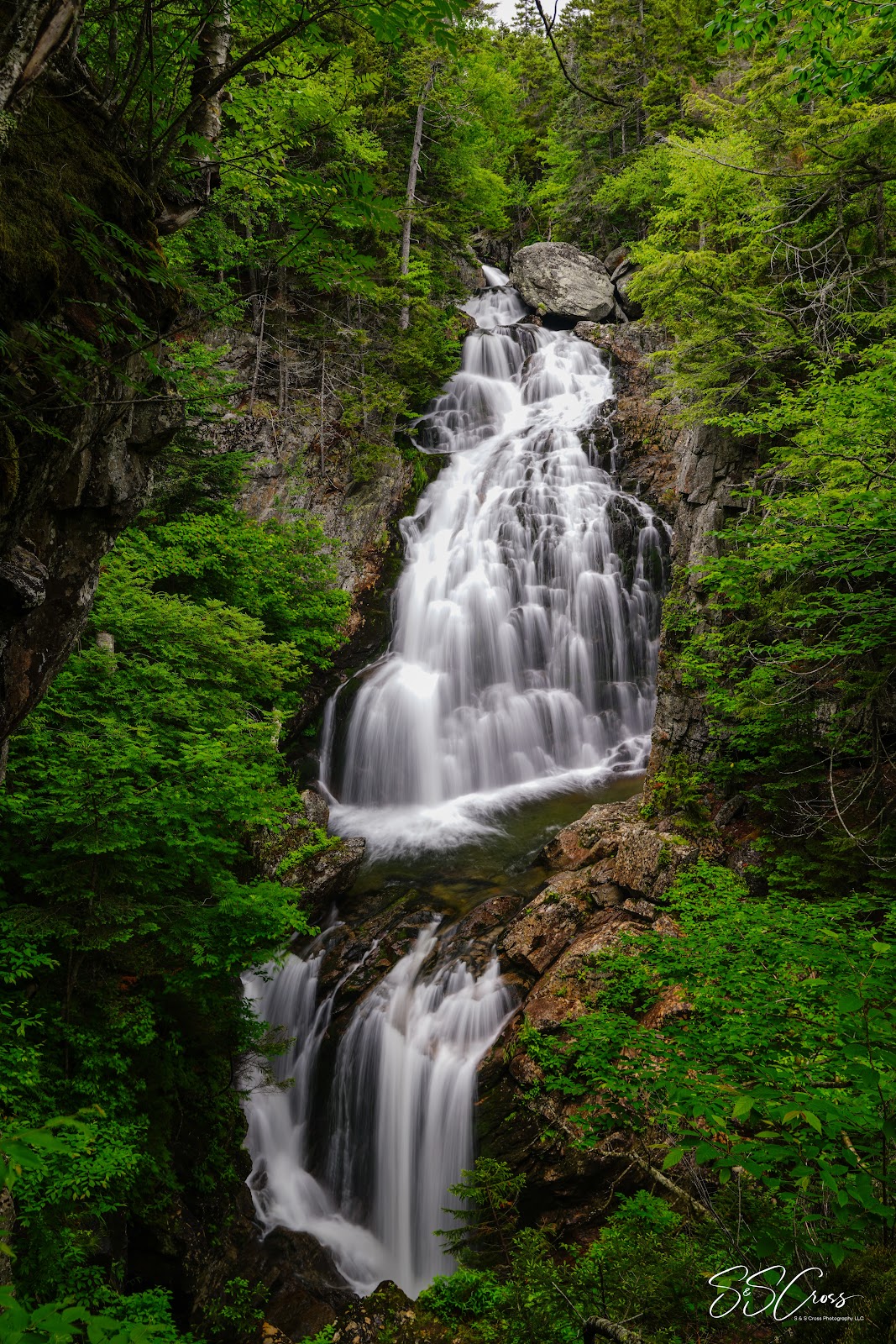 Cascade Hill Forest