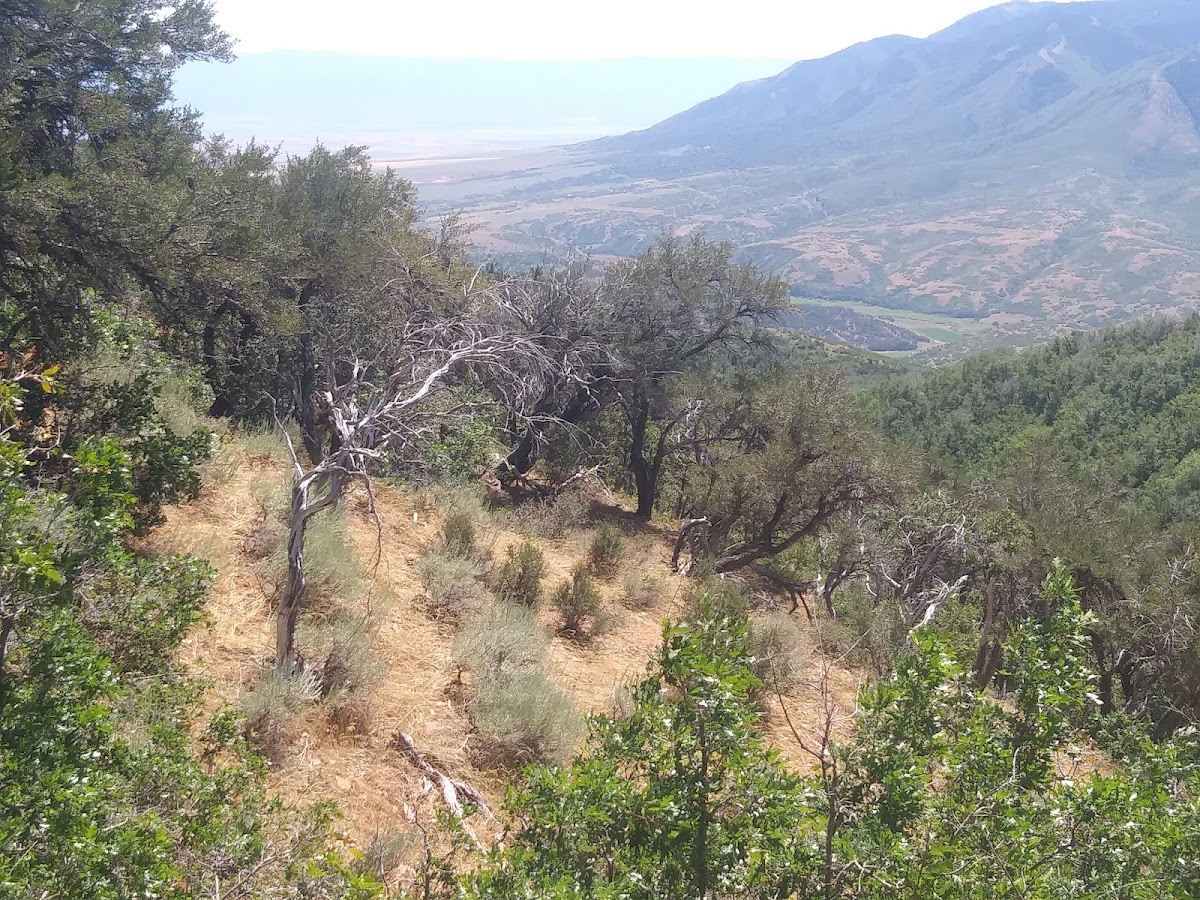 Mahogany Hill Trail