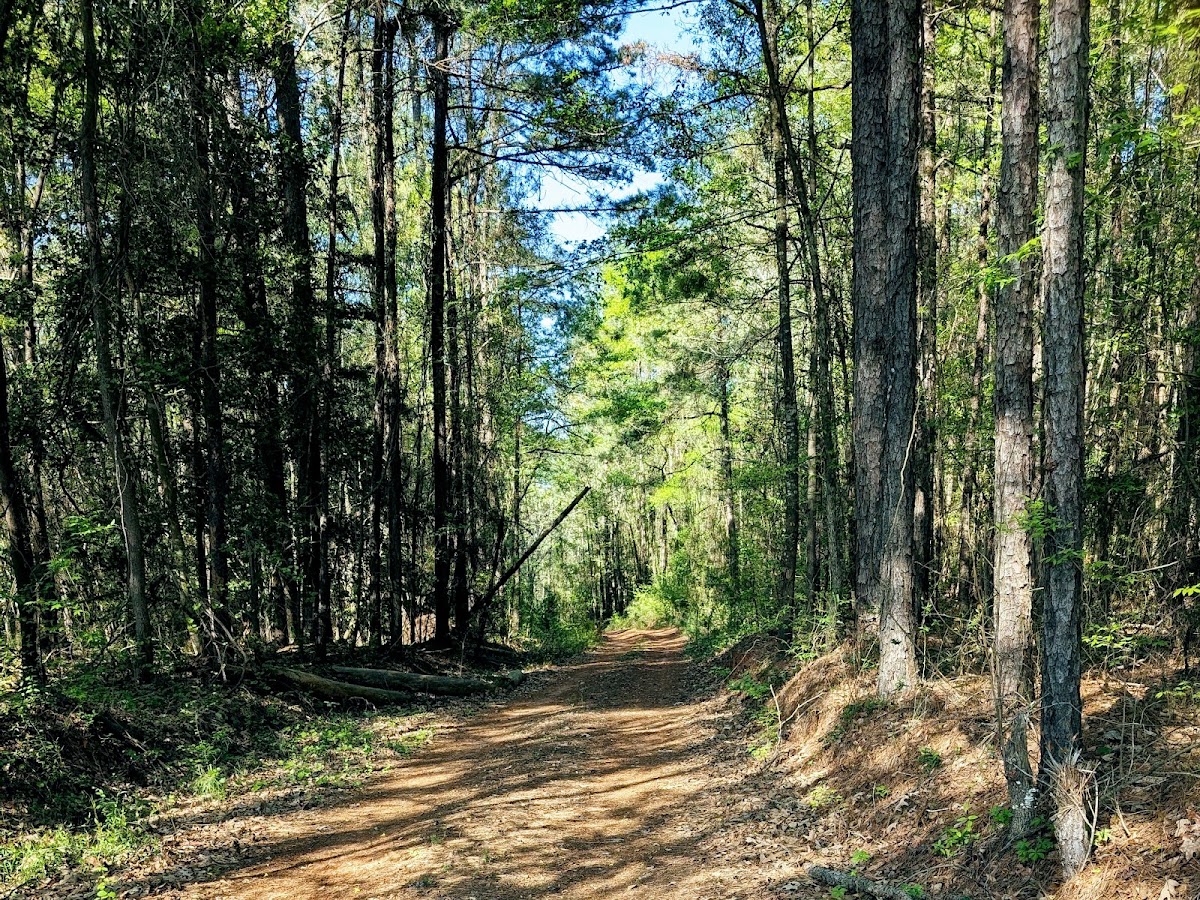 Manchester State Forest