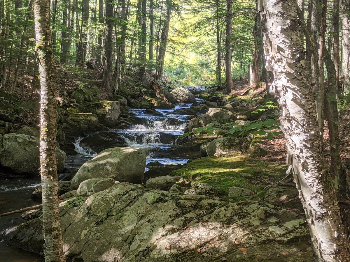 Webb Forest