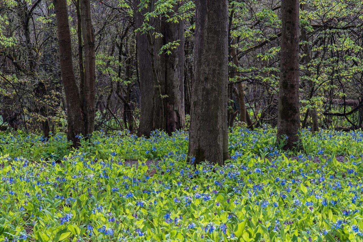 Poland Municipal Forest