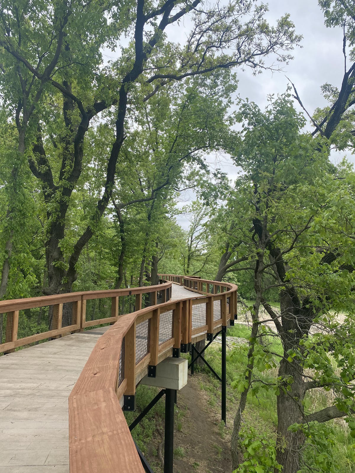 Treetop Trail
