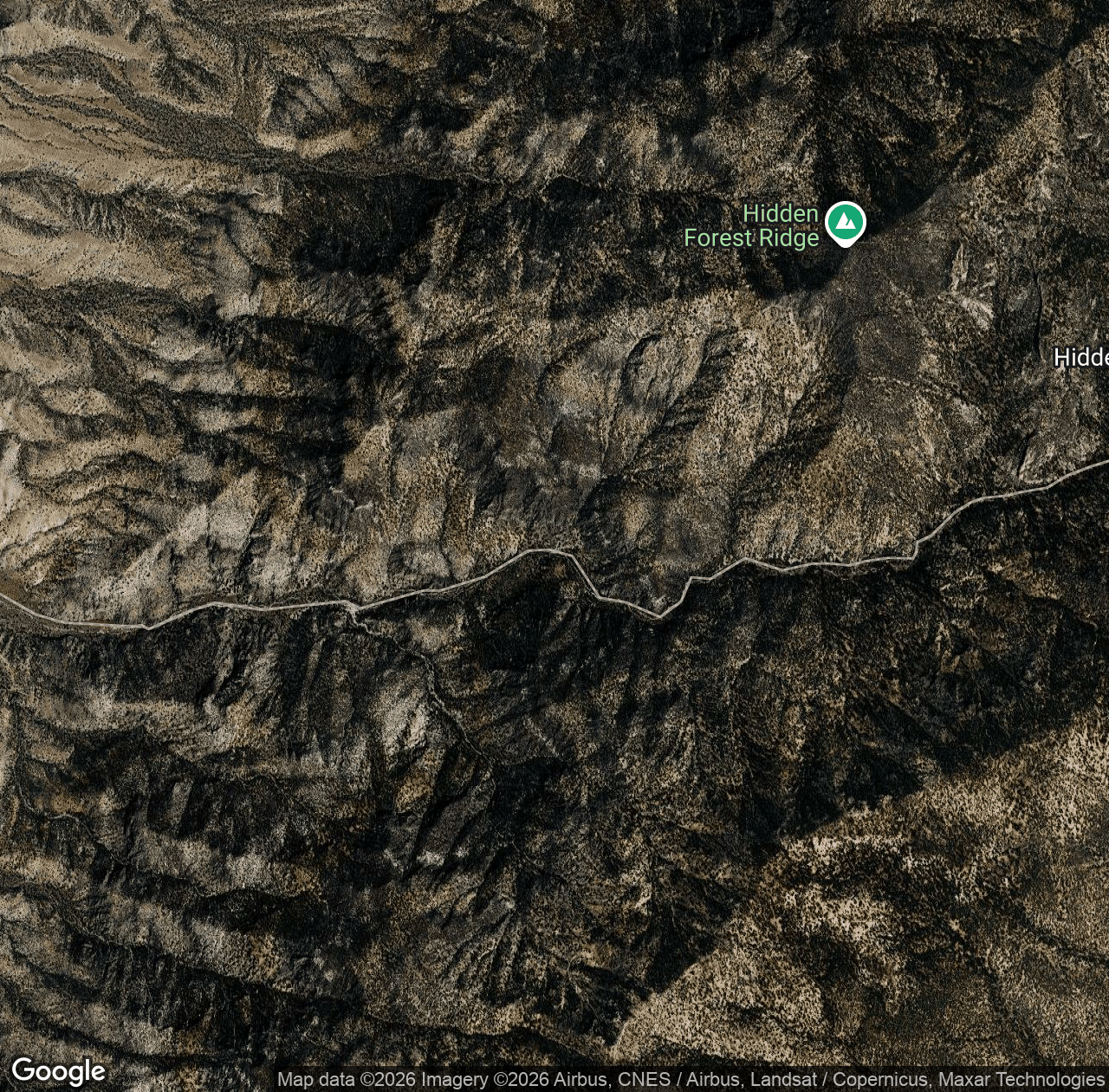 Hidden Forest Road