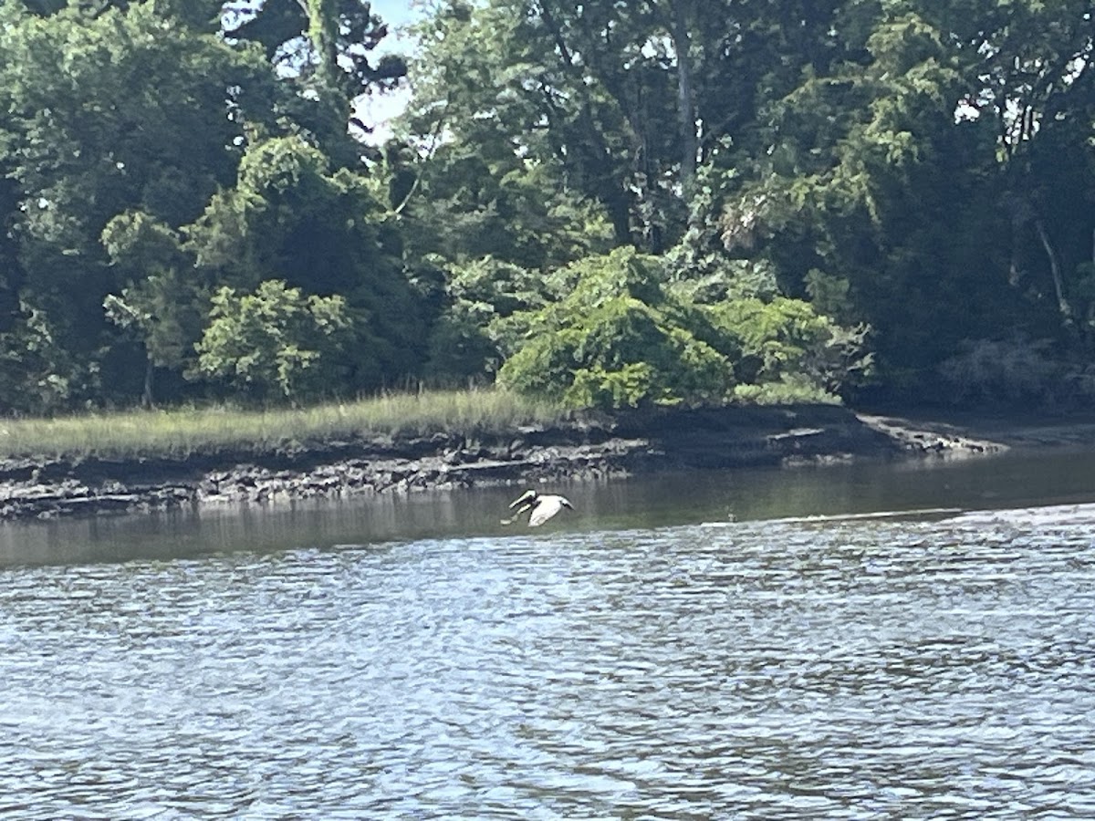 Stono River