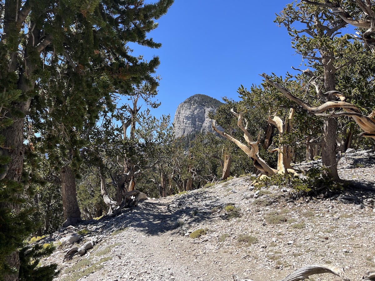 Charleston Peak Trail North Loop