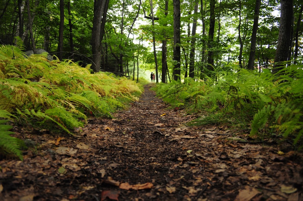 Lindsey Mountain Trail