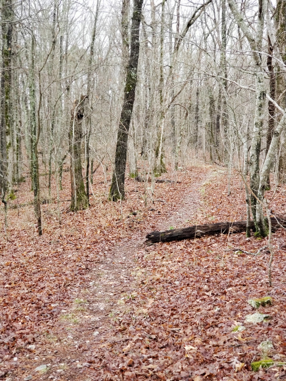 Collins Ridge Trail / Ozark Trail - North Fork Section