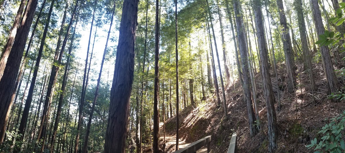 Rattlesnake Creek