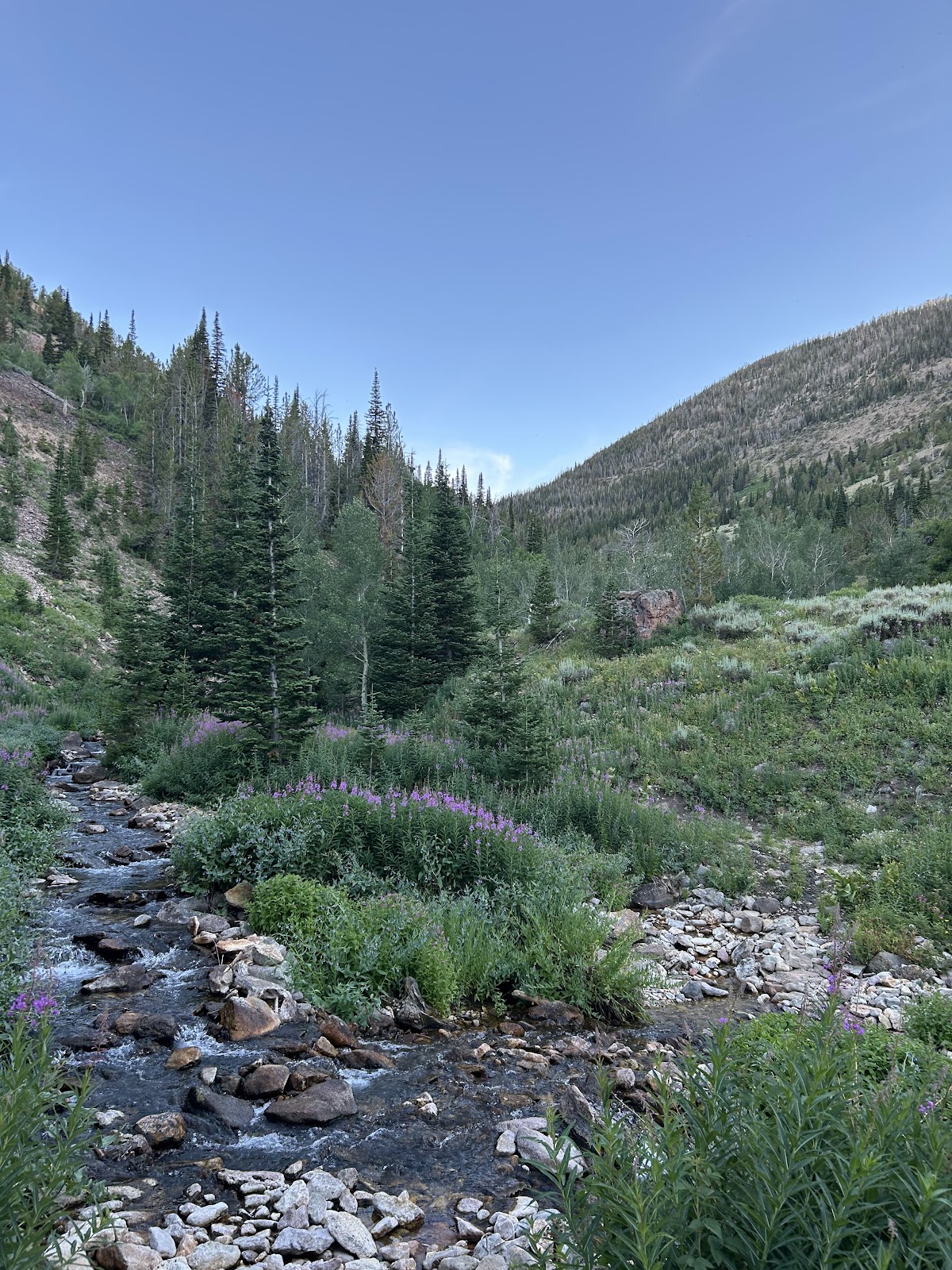 Jarbidge River Trail