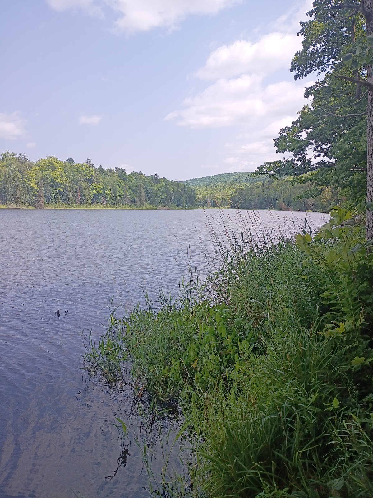 Ford Center Research Forest