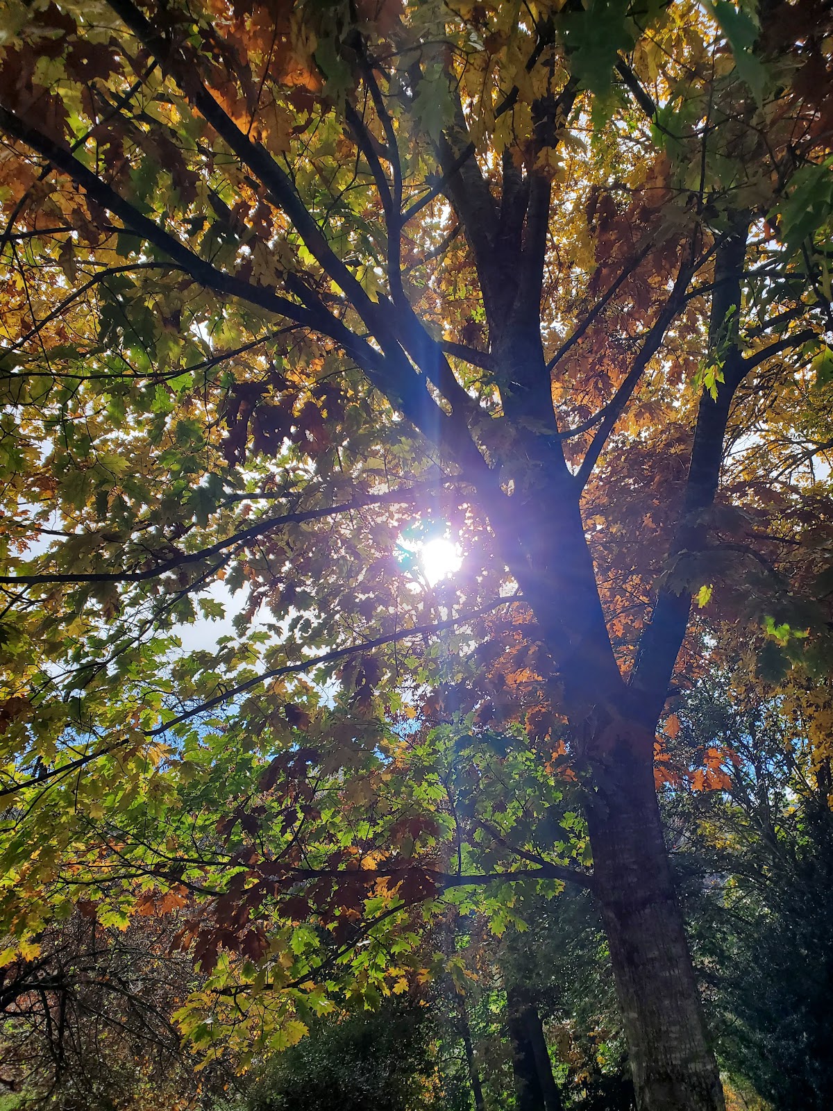 Matthews State Forest