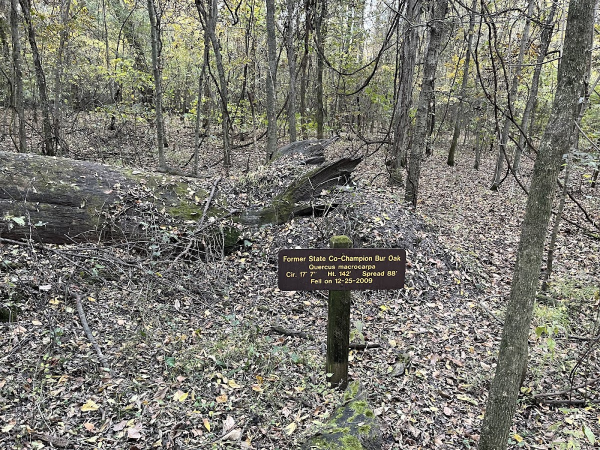 Big Oak Tree State Park
