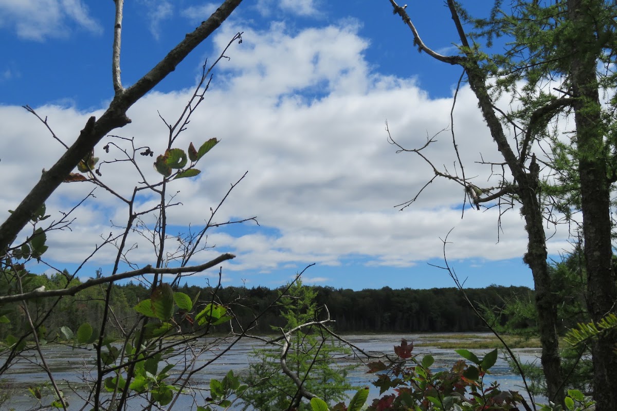Saul Lake