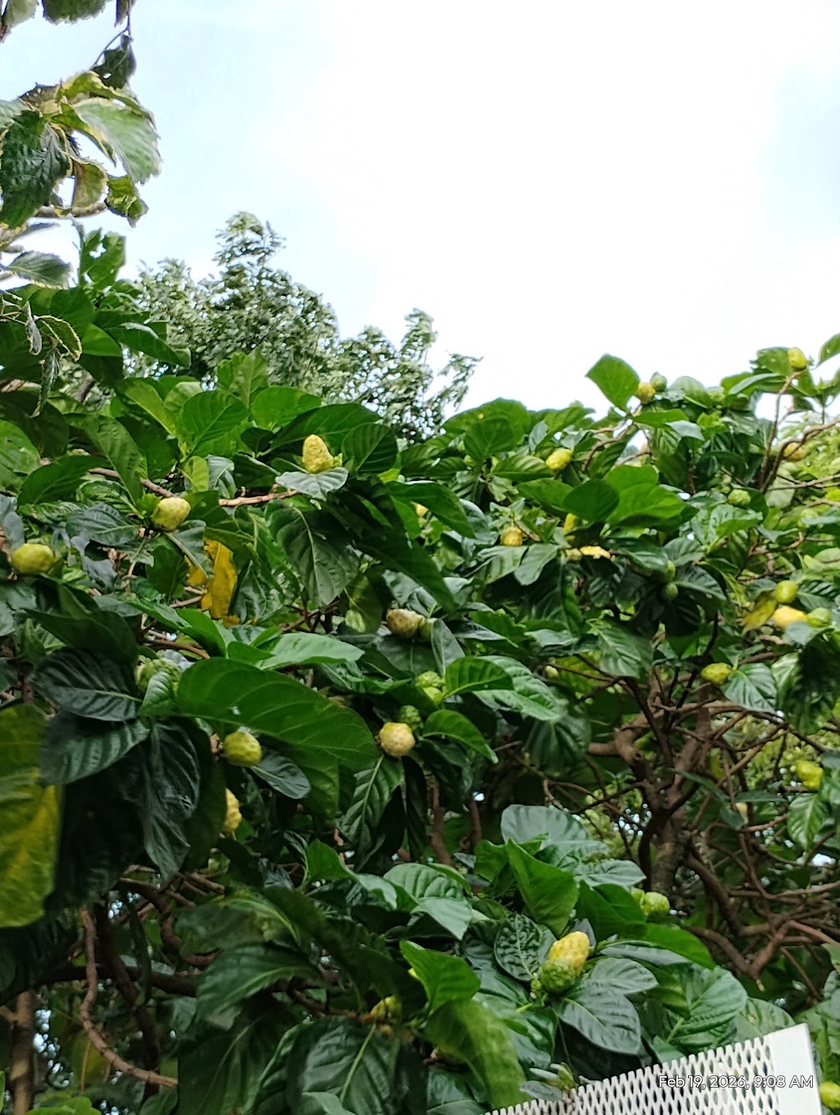 Nu'uanu Stream