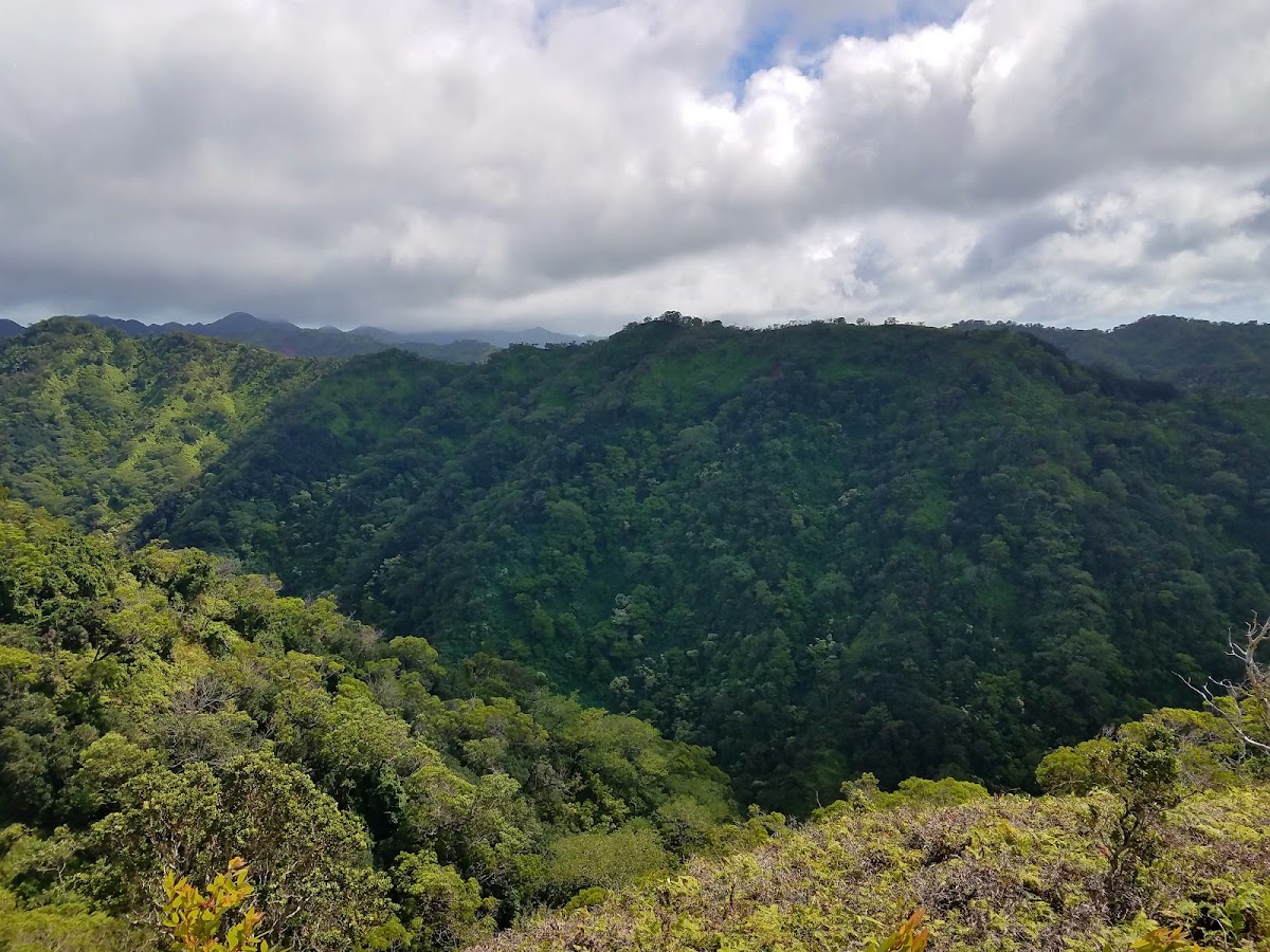 Ewa Forest Reserve