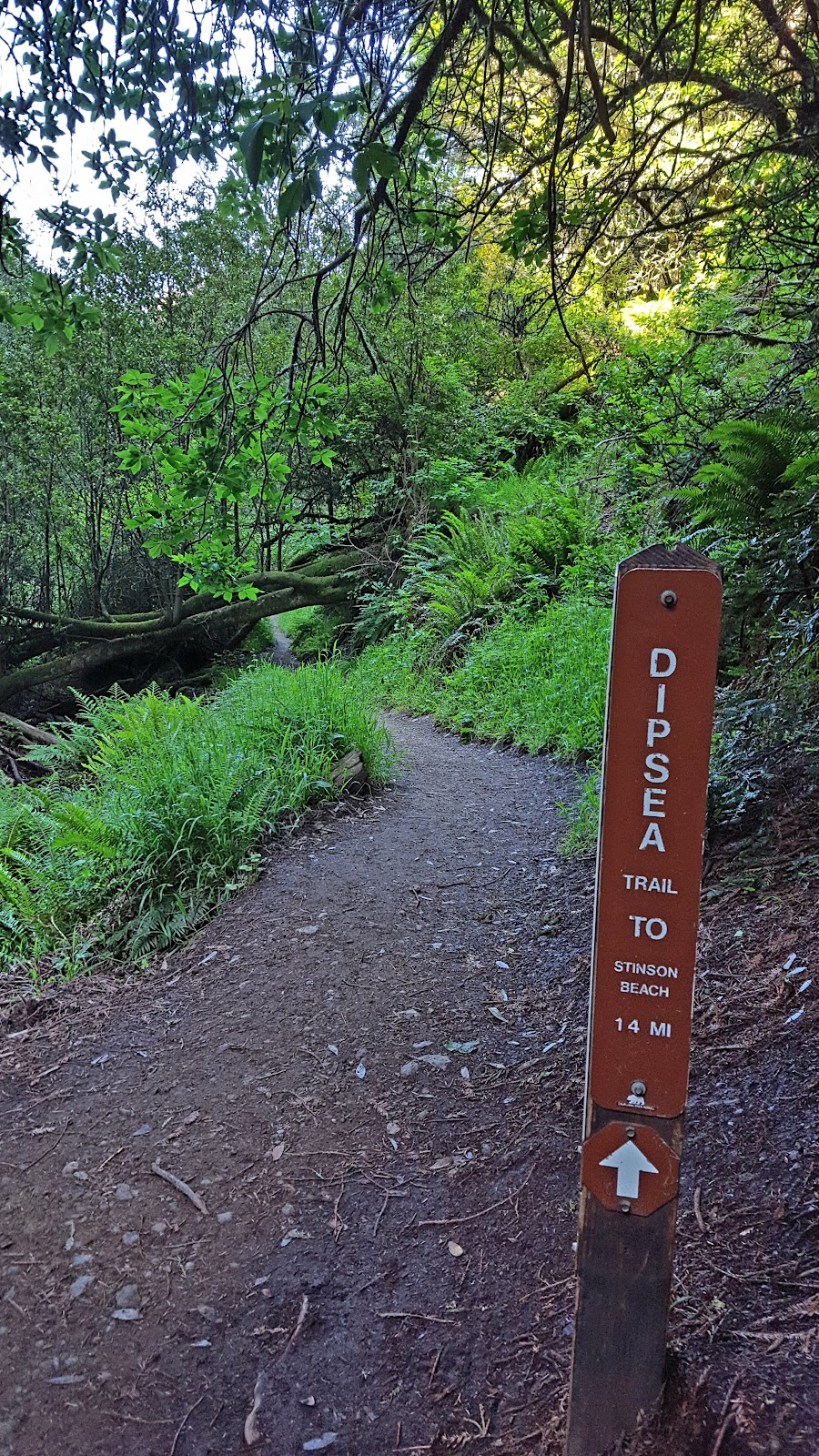 Dipsea Trail