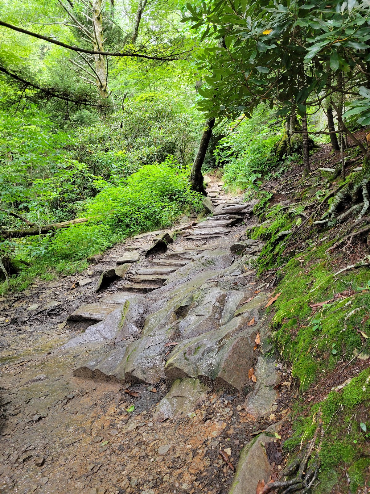 Tanawha Trail