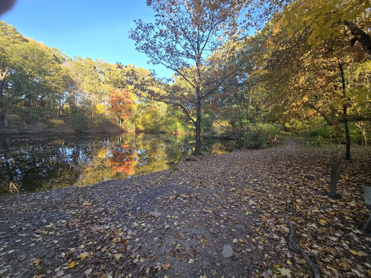 Wellesley Town Forest