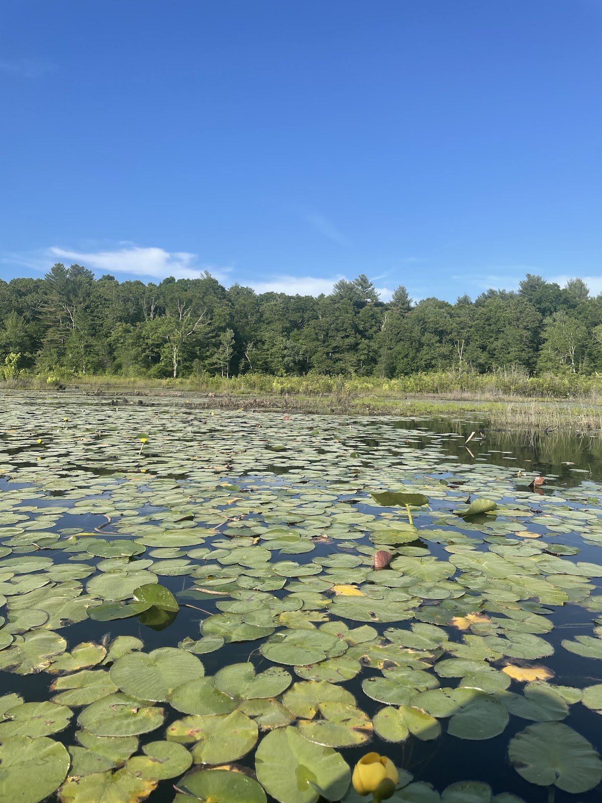 Babcock Pond
